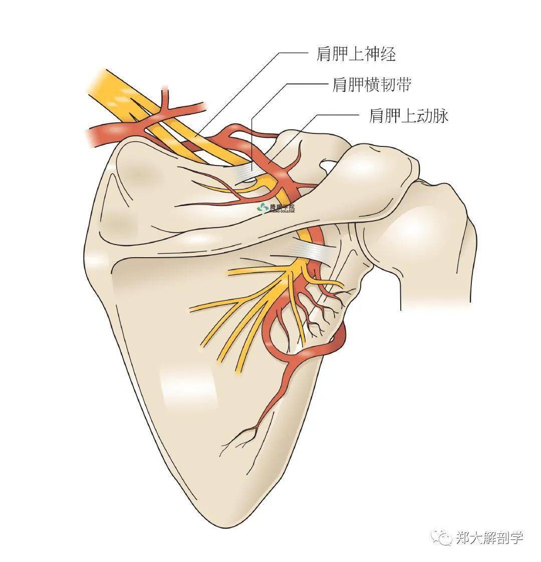 臂丛神经临床检查