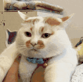 在人类眼里 猫咪可爱的一个必备要素就是 胖!胖!胖!
