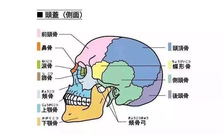 依据中医 按,摩,推,拿,揉,捏,颤,打等手法,能够让骨骼之间缝隙变小