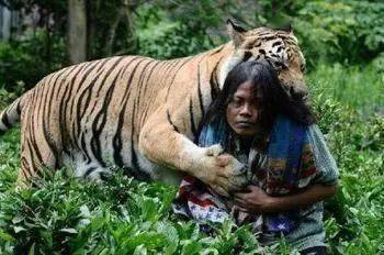 老虎伤人事件吸引人们的目光,然而在印尼却有令人想象
