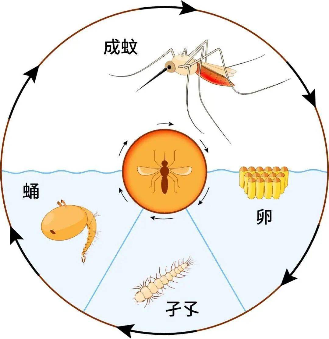 蚊虫属于完全变态昆虫,一生经过卵,幼虫(孑孓,蛹,成虫四个时期.