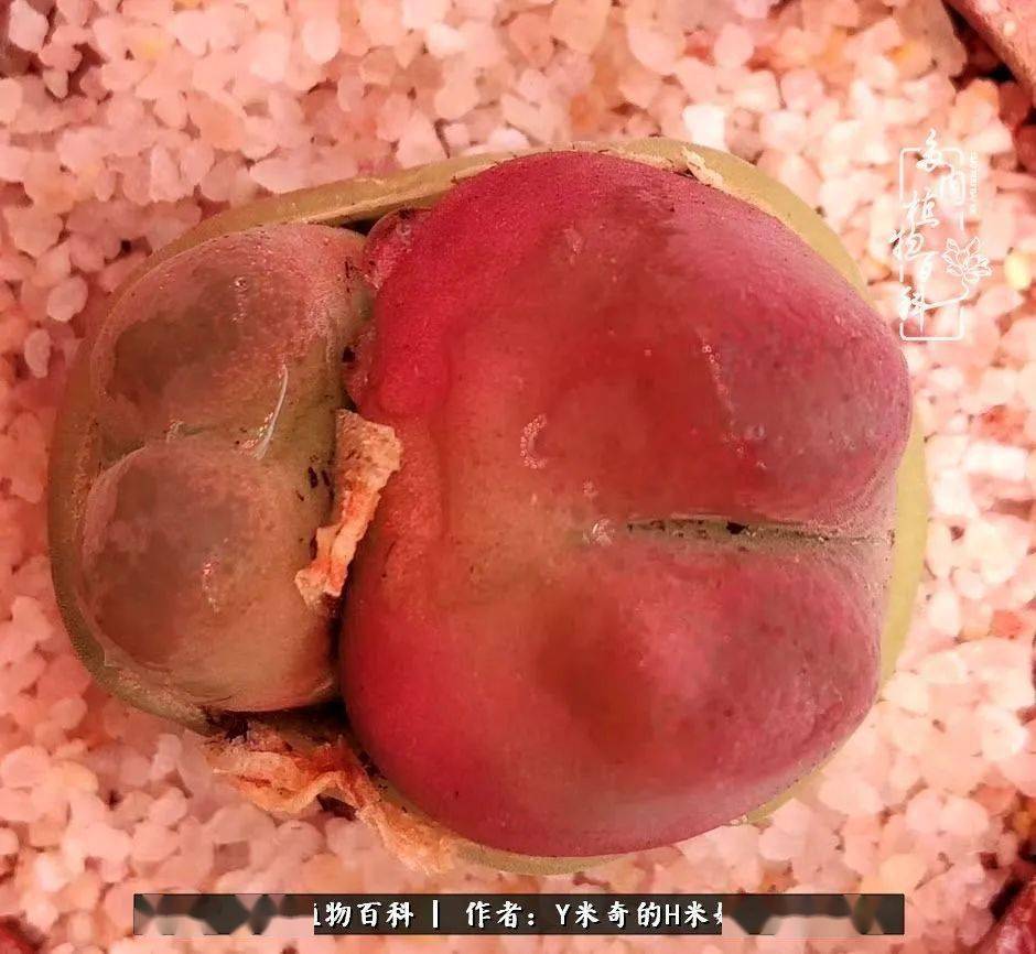 多肉小红嘴肉锥 b22aee4d0ddd4cfaa5a0a83add3257b9.jpeg