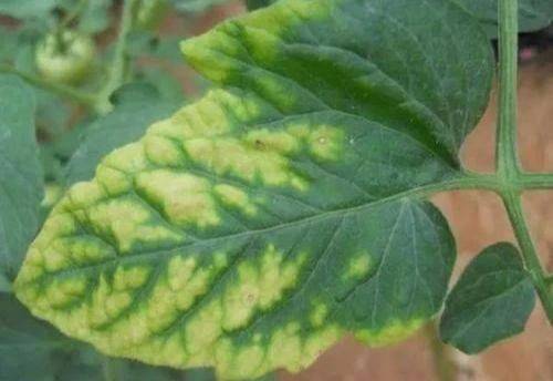 花草蔫软发黄是缺水？其实是缺钾，跟着专家做轻轻松松搞定