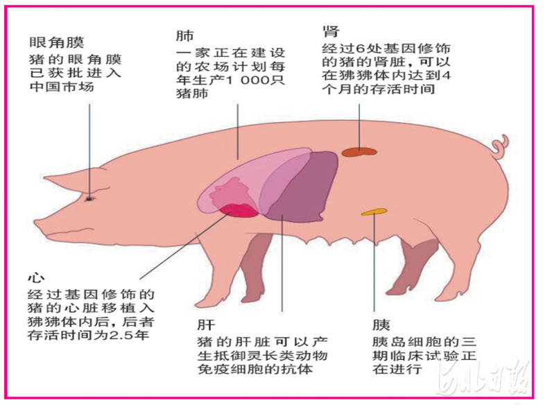猪是异种器官移植的理想供体.