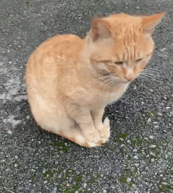 【流浪】小橘踩尾巴暖脚脚,今年流浪猫的冬天…太难了!