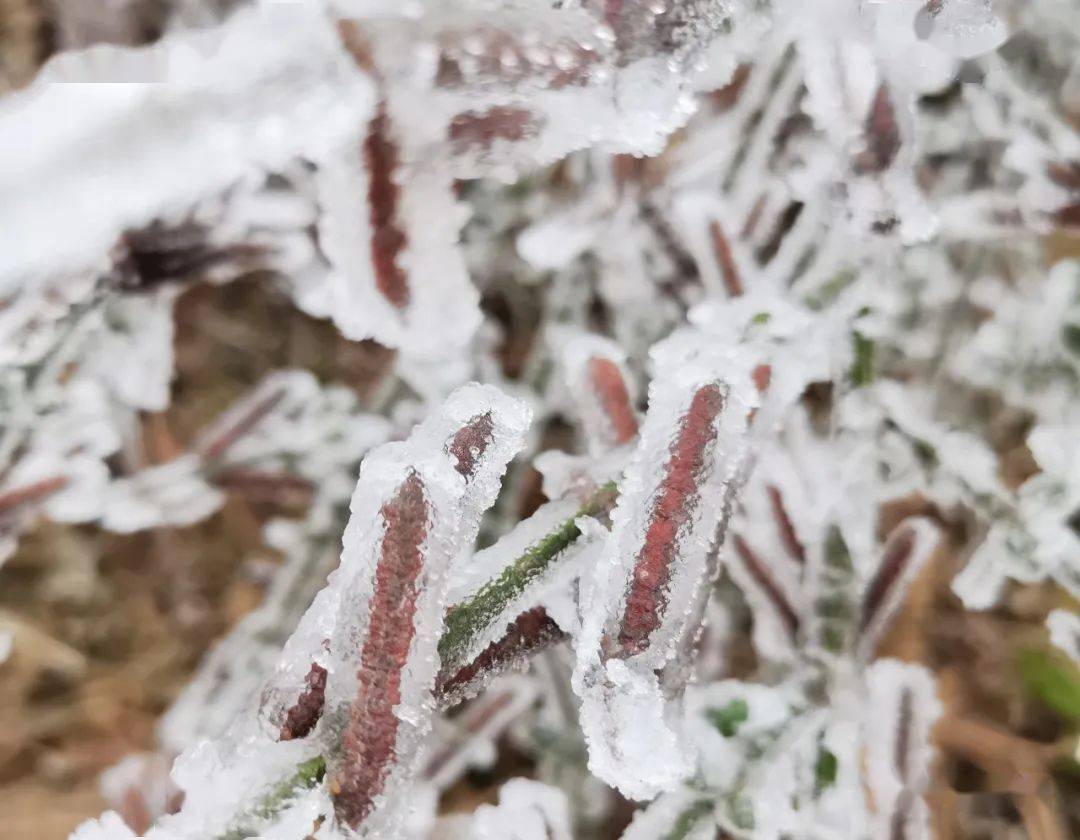 恭城燕子山雪景大片来袭,请猛戳这里!