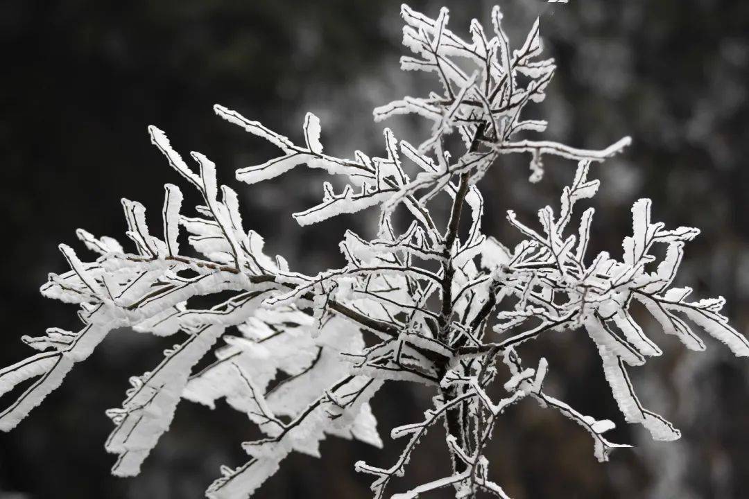 瑞安出现绝美雾凇大片!再也不羡慕别人下雪了_金鸡山