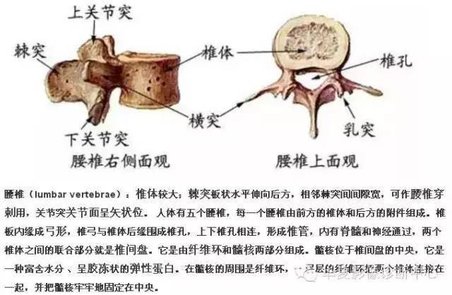 骶椎腰化/腰椎骶化,腰椎滑脱,腰肌劳损,简单易懂图解!