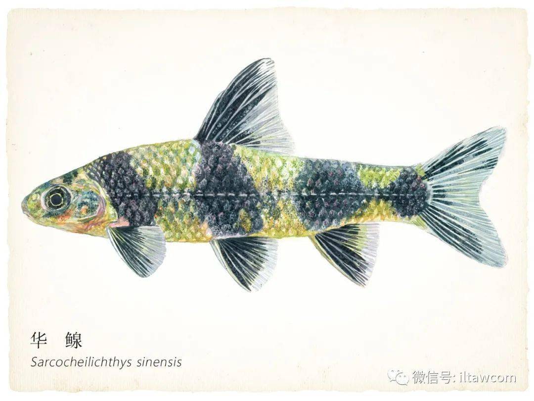 寻找记忆中的第一尾鱼中国原生鱼