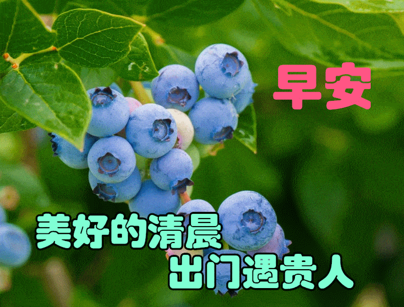 温馨的早晨问候语优美短句,浪漫的早安祝福语带鲜花图片