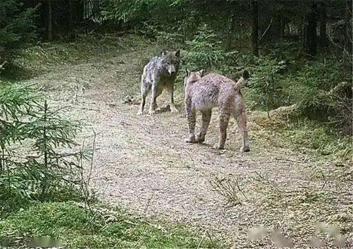 猞猁和藏獒谁更厉害,一对一的情况下猞猁可以坚持多久