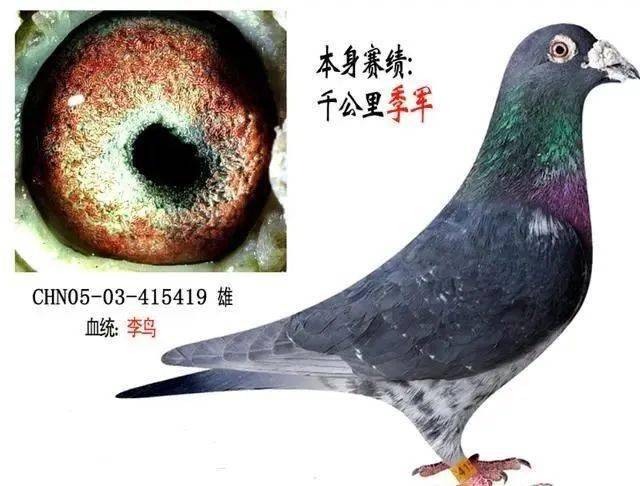 中国老品种鸽子吴淞与李鸟有哪几种眼沙?