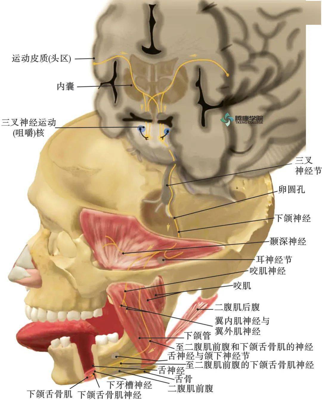 副神经:副神经核功能:支配胸锁乳突肌和斜方肌06副交感运动纤维(一般