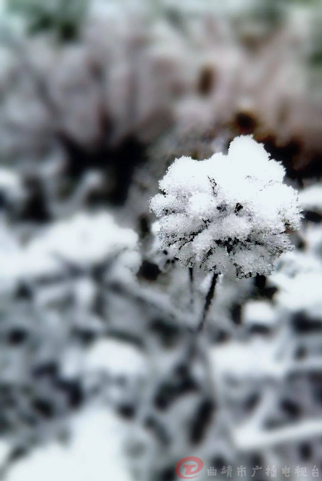 曲靖富源的雪景也太美了吧!