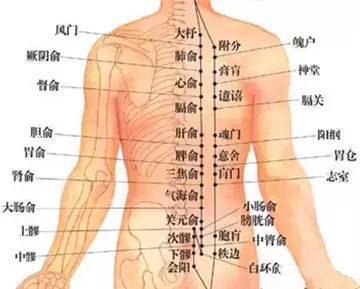 6.胃俞位于第十二胸椎棘突下,旁开1.5寸. 7.