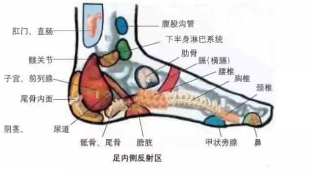 脚的结构和功能是如何对应的