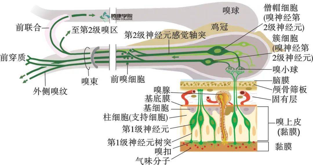 嗅神经:嗅球帽状细胞特殊感觉纤维03功能:包括主动脉体在内的咽,喉和