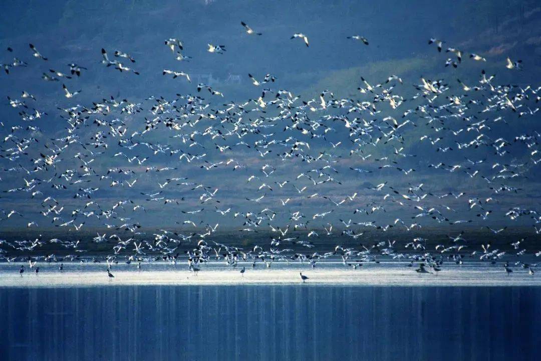 又是一年观鸟季,快到鄱阳湖观候鸟!