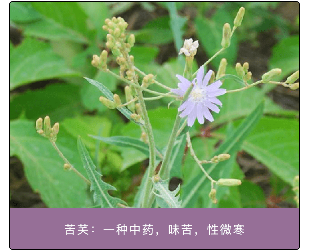 芙 芙蓉的芙 下面是个"夫 芺 下面是个"夭 指的是一种