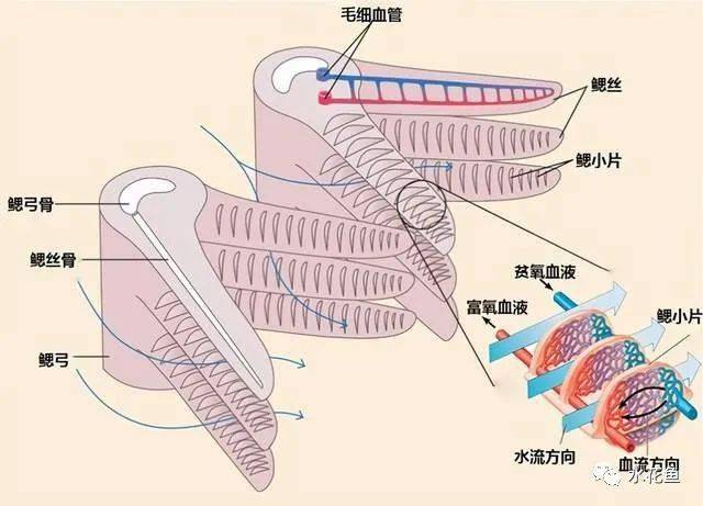 认识鱼鳃及其鱼类的呼吸特点:鳃是鱼类最基本,最起码