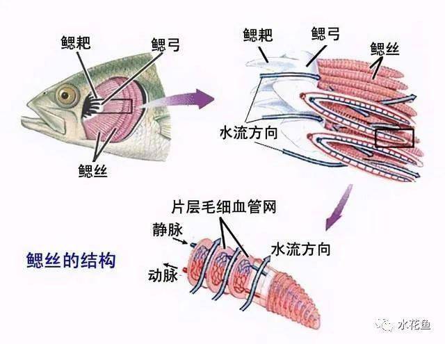 认识鱼鳃及其鱼类的呼吸特点:鳃是鱼类最基本,最起码,最重要的生理