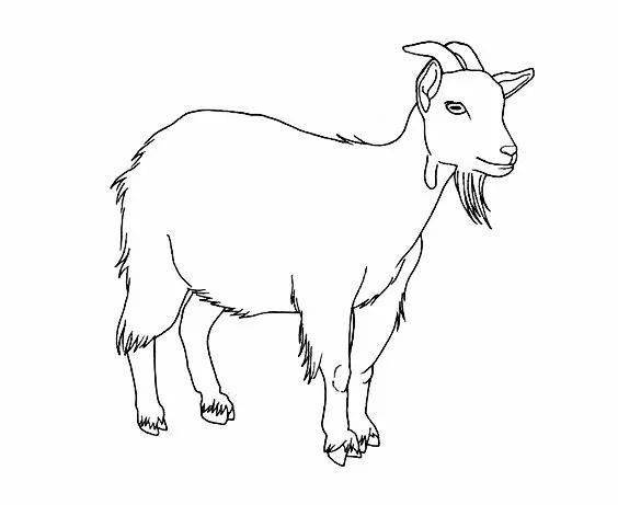 【简笔画】牛,羊线稿素材