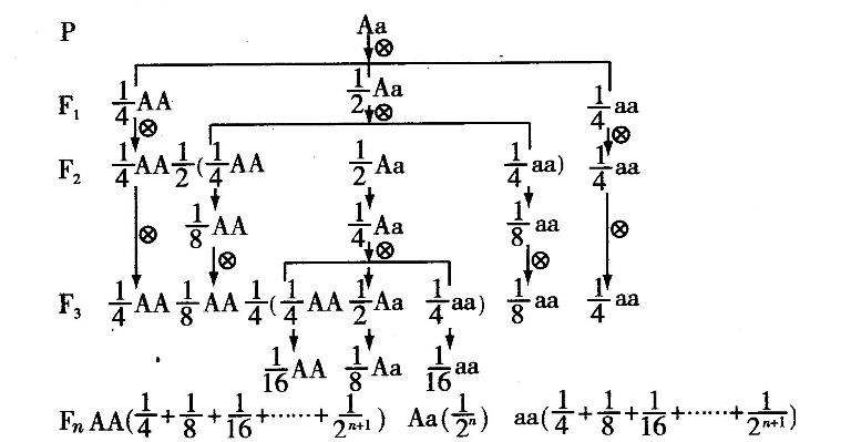 上通过上面的分析可知,杂合子连续自交n次后,第n代的情况如下表