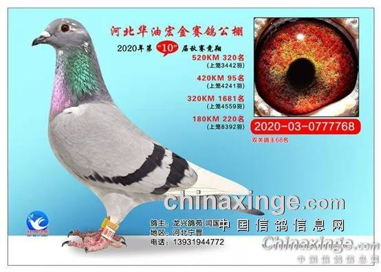 信鸽协会官网入口 566284c8b7d843bcac143e0fb75676bc.jpeg