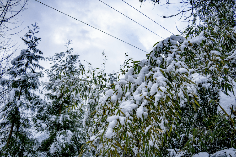 下雪啦绵竹一大波雪景美图来袭太漂亮了