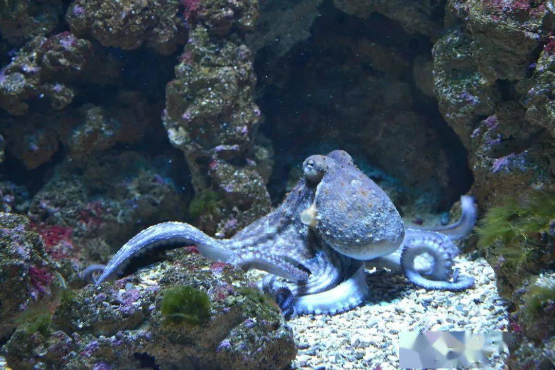 海洋酸化,章鱼主宰未来海洋世界?