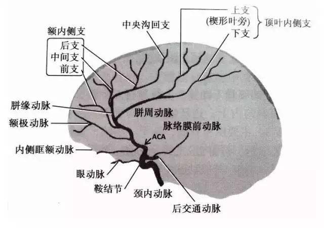 【推荐】大脑前,中,后动脉的分段图解