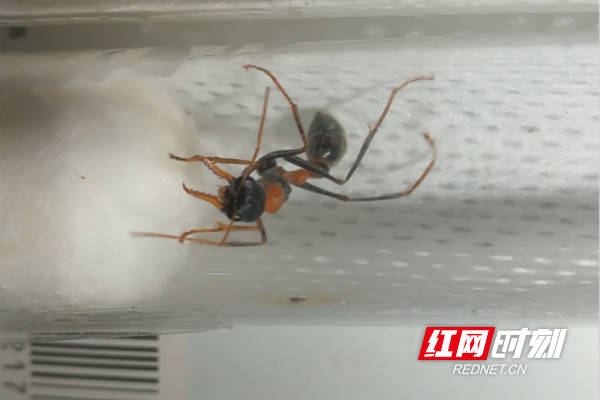 长沙海关首次截获4种危险性活体蚂蚁_物种