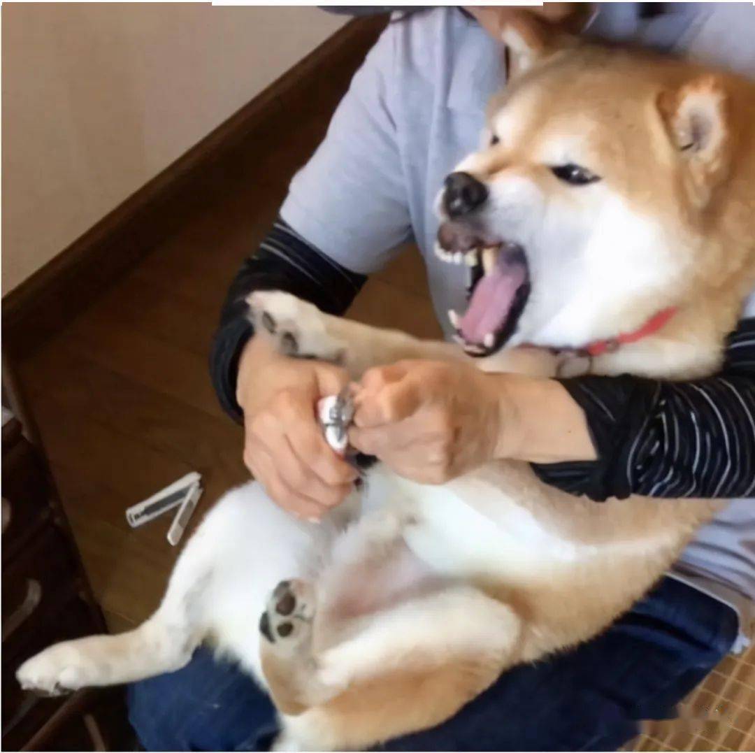 如何给狗狗剪耳 067b8a9f385b4ae9b72a4f652ea50faf.jpeg