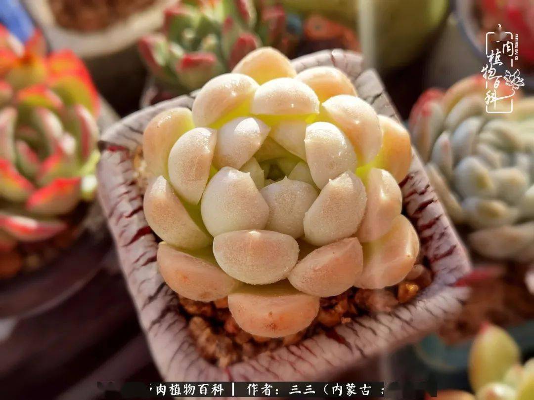 多肉于我从来不是锦上添花而是一场修行