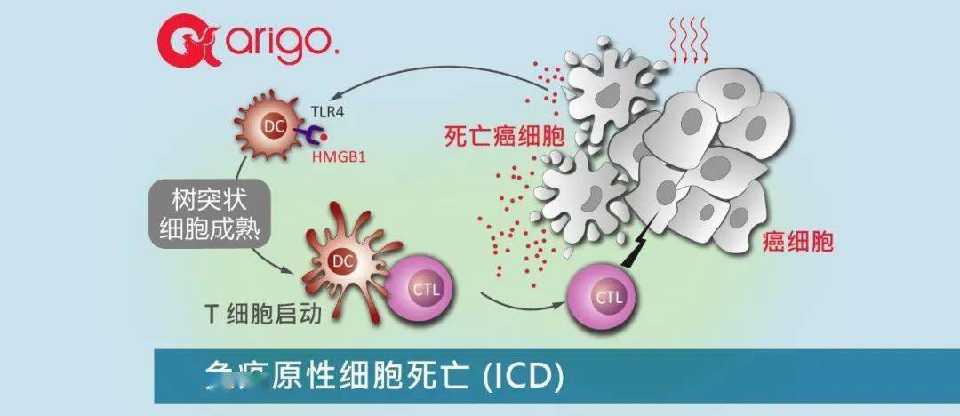 外泌体hmgb1也诱发免疫原性细胞死亡icd