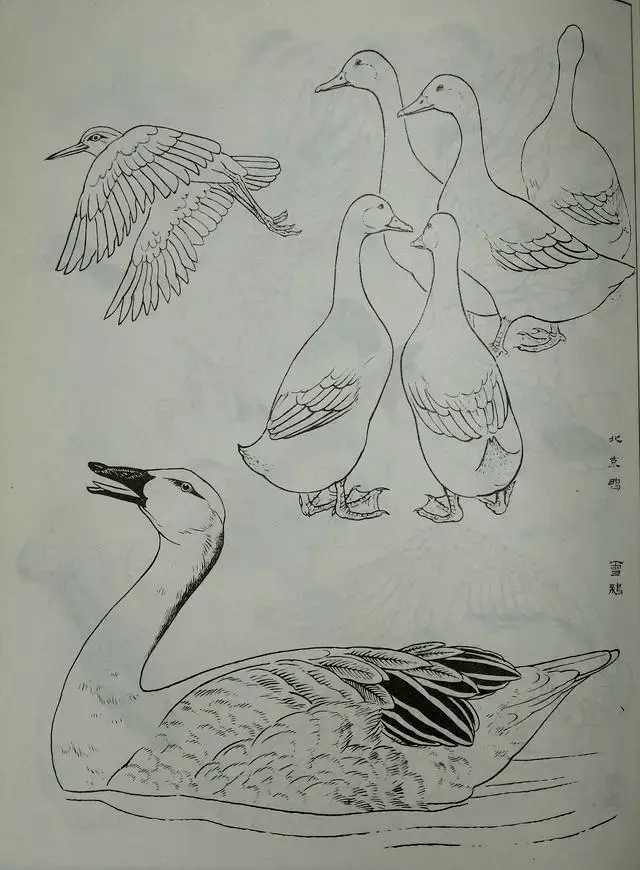 鸟类白描大全