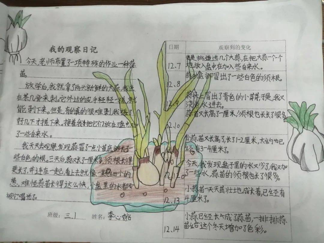 一,二年级的学生和家长一起种植蒜苗,用绘画的形式记录蒜苗成长的过程
