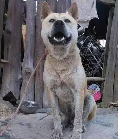 眼神冷厉的土狗,实力不凡;是猎犬眼里都带有几分杀气,眸子里看到的全