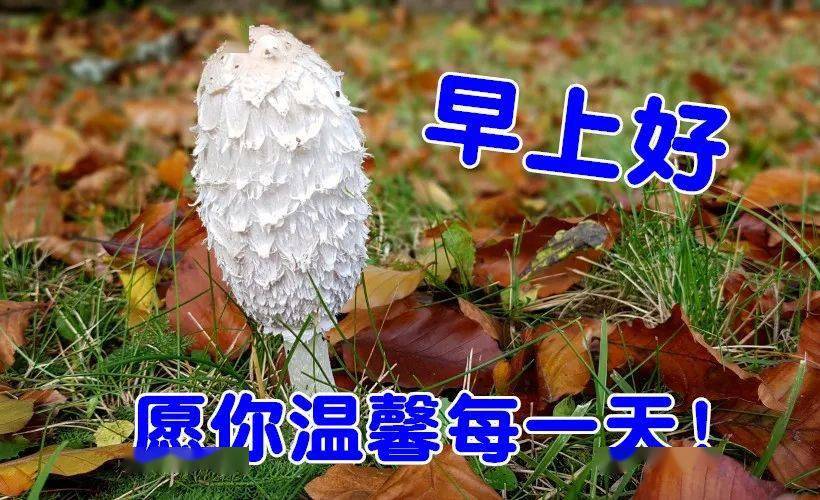 早上好问候美图,早安问候语句.