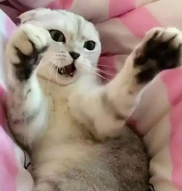 猫咪不让主人摸,当铲屎官拿出两张百元大钞后它马上就
