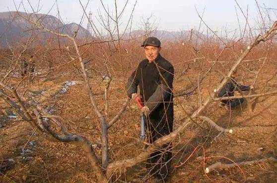 桃树冬剪别轻视_修剪