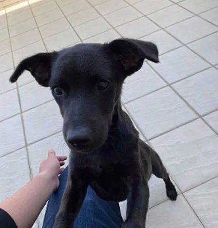 立耳土狗 490db56642464e41a03d65c81ef18b2b.jpeg