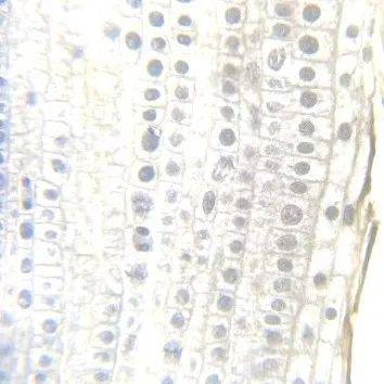 植物学课堂教学和实验教学,使学生掌握种子植物细胞的基本结构和功能