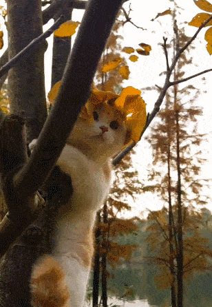 小猫咪头戴树叶帽子,爬树看向远方,不知道什么东西吸引了猫咪,猫咪在