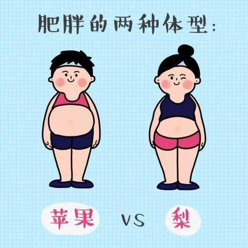肥胖按体型大致可分为两类