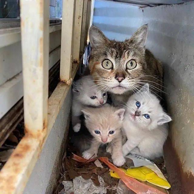 母爱珍伟大流浪猫妈妈面对陌生人类紧紧揽怀护幼崽谁都不许碰