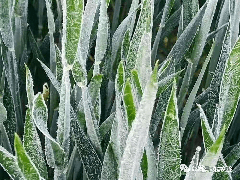 小麦冻害的时间节点有哪几个?_手机搜狐网