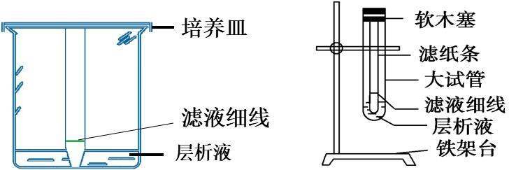 注意: 滤液细线不能触到层析液(防止色素溶解在层析液中) 烧杯要盖上