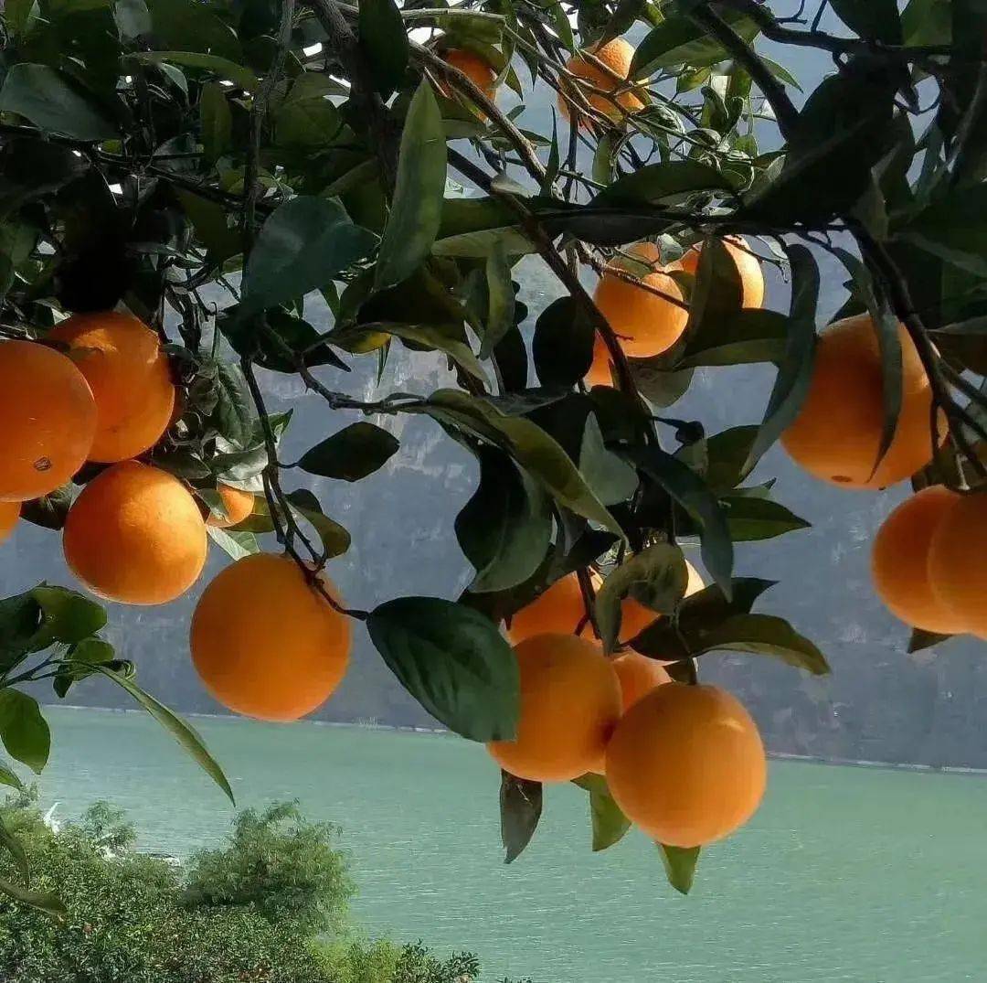 橙在中国味在雷波雷波脐橙是你走亲访友馈赠家人的不二选择的橙邀天下