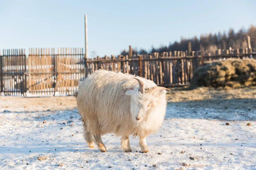 【乌兰布统冬季亲子营】冰雪王国深度穿越·堆雪人,打雪仗·化身狩猎